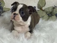 Yolo, a male Boston Terrier for sale in Fennimore, WI – 3 of 10