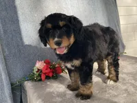 Friendly, a female Bernedoodle for sale in Fennimore, WI – Photo 5 of 10