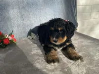 Friendly, a female Bernedoodle for sale in Fennimore, WI – Photo 8 of 10