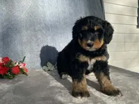 Friendly, a female Bernedoodle for sale in Fennimore, WI – Photo 4 of 10