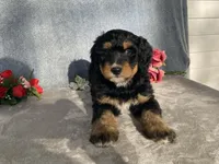 Friendly, a female Bernedoodle for sale in Fennimore, WI – Photo 10 of 10