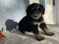 Friendly, a female Bernedoodle for sale in Fennimore, WI – Photo 7 of 10