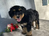 Friendly, a female Bernedoodle for sale in Fennimore, WI – Photo 3 of 10