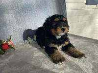 Friendly, a female Bernedoodle for sale in Fennimore, WI – Photo 9 of 10