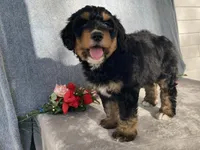 Friendly, a female Bernedoodle for sale in Fennimore, WI – Photo 6 of 10