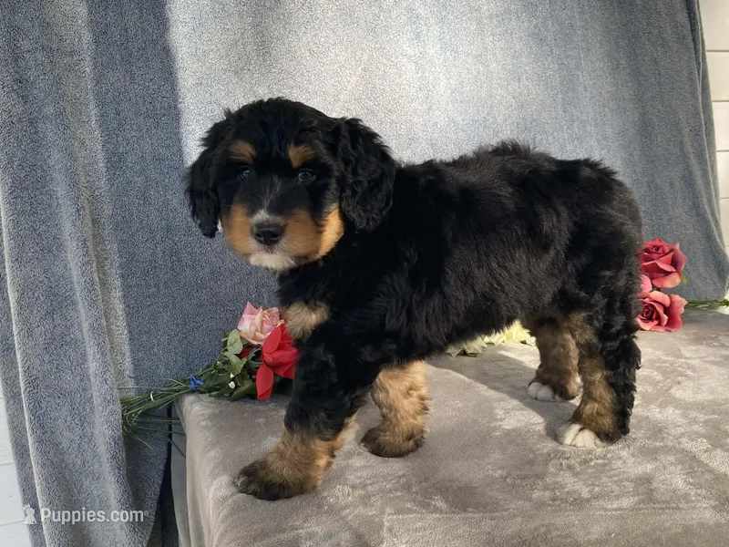 Friendly, a female Bernedoodle for sale in Fennimore, WI – Photo 1 of 10