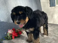 Friendly, a female Bernedoodle for sale in Fennimore, WI – Photo 2 of 10