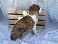Stripes, a female Boston Terrier and Fox Terrier for sale in Fennimore, WI – 3 of 9
