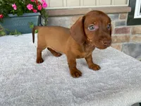 Starburst, a female Dachshund for sale in Fennimore, WI – 5 of 10