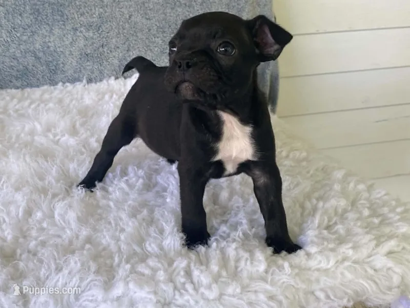 Potsy – Frenchton puppy for sale in Fennimore, WI