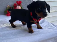 June, a female Dachshund for sale in Fennimore, WI – 4 of 9