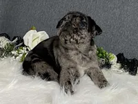 Alexa, a female Pug for sale in Fennimore, WI – 3 of 10