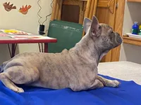 Winnie, a female French Bulldog for sale in Fennimore, WI – 2 of 7