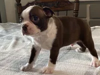 Choco, a male Boston Terrier for sale in Fennimore, WI – 8 of 9