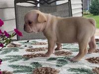 silver, a male French Bulldog for sale in Fennimore, WI – 8 of 10