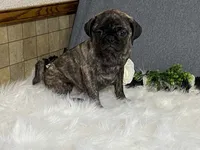 Valery, a female Pug for sale in Fennimore, WI – 4 of 10