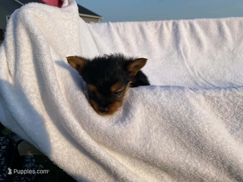 Charlie – Yorkshire Terrier puppy for sale in Fennimore, WI