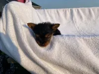 Charlie, a male Yorkshire Terrier for sale in Fennimore, WI – 1 of 10