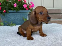 Hershey, a male Dachshund for sale in Fennimore, WI – 5 of 10