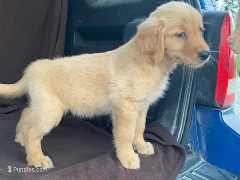 Lola – Golden Retriever puppy for sale in Fennimore, WI