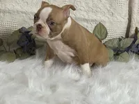 Yori, a male Boston Terrier for sale in Fennimore, WI – 5 of 10