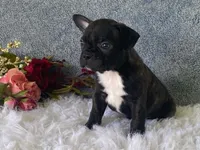 Ronnie, a male Frenchton for sale in Fennimore, WI – 7 of 9