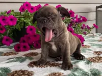 Spike, a male French Bulldog for sale in Fennimore, WI – 9 of 10
