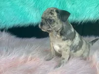 Charlie, a male French Bulldog and Pug for sale in Fennimore, WI – 4 of 10