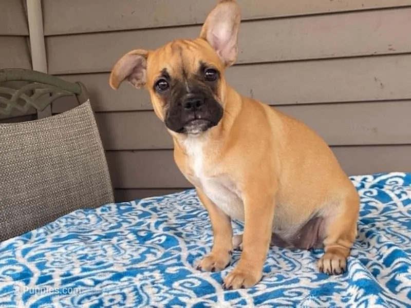 Bubbles – French Bulldog puppy for sale in Fennimore, WI