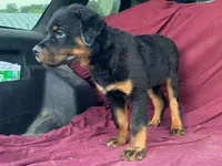 Groucho, a male Rottweiler for sale in Fennimore, WI – 7 of 9