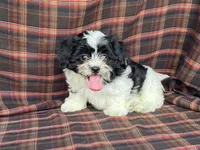 LULU, a female Bichon Frise and Shih Tzu for sale in Fennimore, WI – 6 of 9