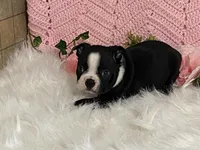 Benji, a male Boston Terrier for sale in Fennimore, WI – 6 of 10