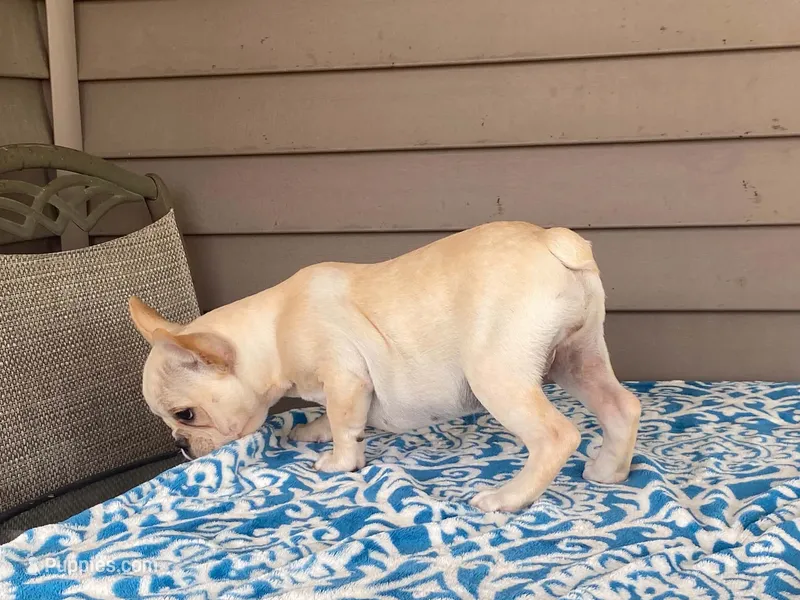 Sunshine – French Bulldog puppy for sale in Fennimore, WI