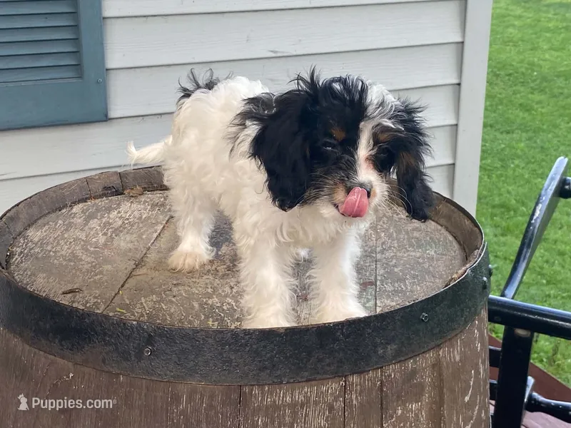 petunia – Cavapoo puppy for sale in Fennimore, WI