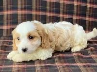 Aladdin, a male Cavachon for sale in Fennimore, WI – 4 of 10