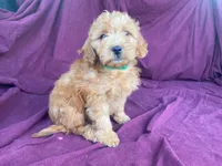 Goldy, a female Goldendoodle for sale in Fennimore, WI – 2 of 10