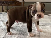 Choco, a male Boston Terrier for sale in Fennimore, WI – 7 of 9