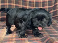 Katie, a female Cavalier King Charles Spaniel and Shih Tzu for sale in Fennimore, WI – 6 of 10