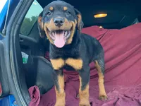 Popey, a male Rottweiler for sale in Fennimore, WI – 2 of 7