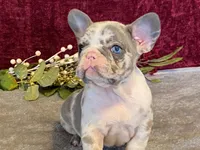 Bossy, a female French Bulldog for sale in Fennimore, WI – 9 of 10