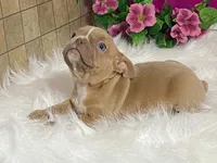 Zasha, a female Frenchton for sale in Fennimore, WI – 3 of 10
