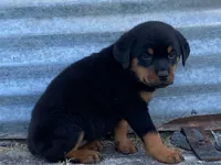 Sassy, a female Rottweiler for sale in Fennimore, WI – 3 of 9