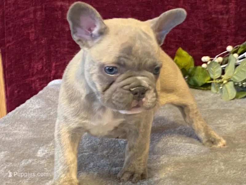 Winnie – French Bulldog puppy for sale in Fennimore, WI