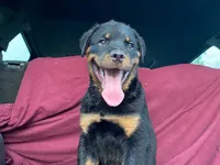 Groucho, a male Rottweiler for sale in Fennimore, WI – 9 of 9