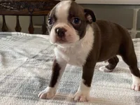 Choco, a male Boston Terrier for sale in Fennimore, WI – 3 of 9