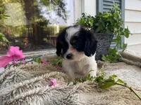 petunia, a female Cavapoo for sale in Fennimore, WI – 7 of 10