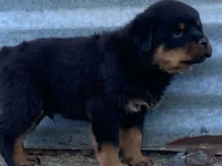Groucho, a male Rottweiler for sale in Fennimore, WI – 3 of 10