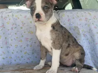 Sassy, a female Boston Terrier and Fox Terrier for sale in Fennimore, WI – 8 of 8