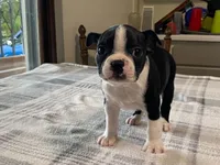 Pepe, a male Boston Terrier for sale in Fennimore, WI – 4 of 10
