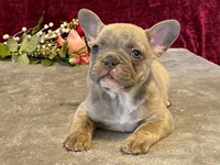 Winnie, a female French Bulldog for sale in Fennimore, WI – 7 of 10